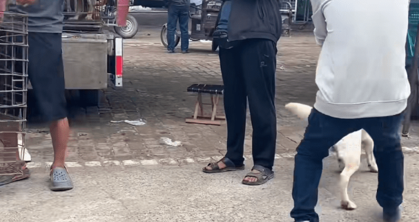 兴高采烈地跟着主人来狗市，结果刚换主人，一个拐角拉布拉多就进了狗肉车
