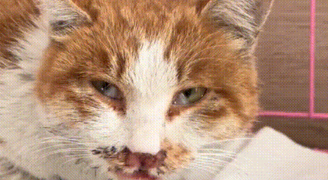 亲人小橘猫被人收养,短短7天后就被弃养,它拖着病体自己找回来 亲人小橘猫被人收养,短短7天后就被弃养,它拖着病体自己找回来
