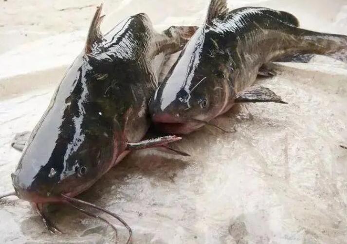 鱼瞟怎么念 鱼瞟怎么念