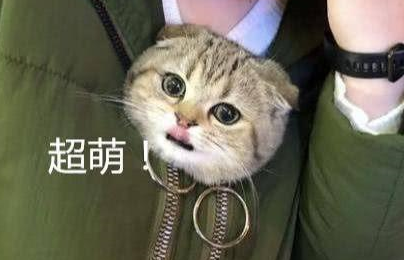 女子胸前有个猫咪图案,走近一看被萌化:原来是真猫啊 女子胸前有个猫咪图案,走近一看被萌化:原来是真猫啊