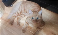 主人如何预防得猫藓