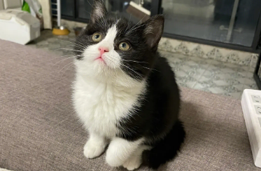 奶牛猫为什么不能养