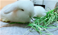 兔奶草的食用方法
