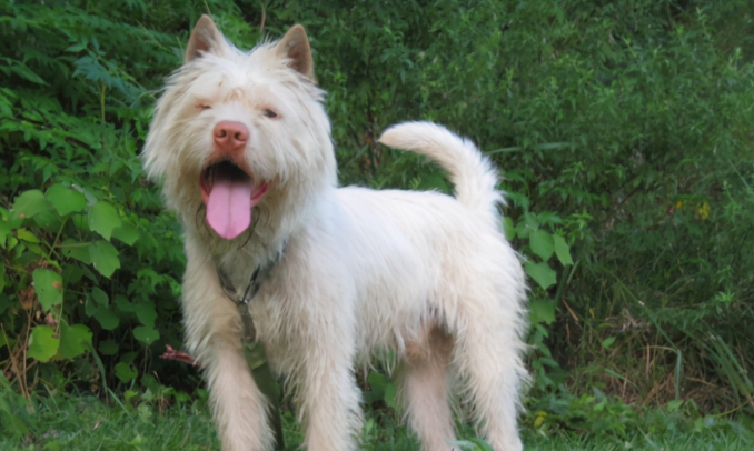 下司犬打猎怎么训练？这两项技能必须掌握