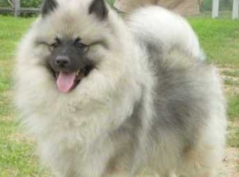 荷兰毛狮犬吃什么狗粮 选择优质的狗粮