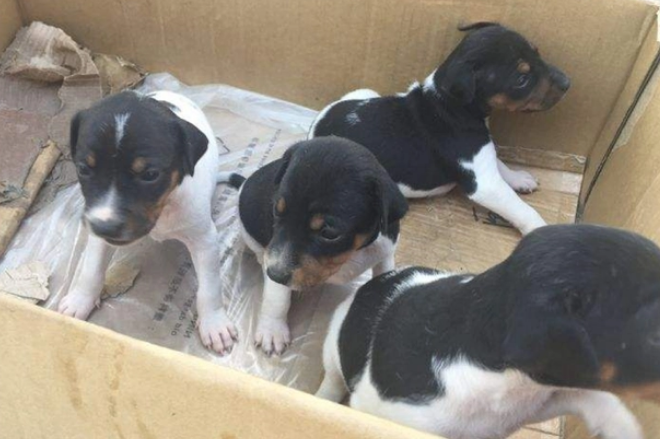 太仓小猎犬的6大优点，怪不得养过的人，都不想换狗了