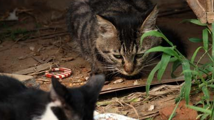奶奶收养20多只流浪猫,自从来了一位不速之客后,小猫接连失踪 奶奶收养20多只流浪猫,自从来了一位不速之客后,小猫接连失踪