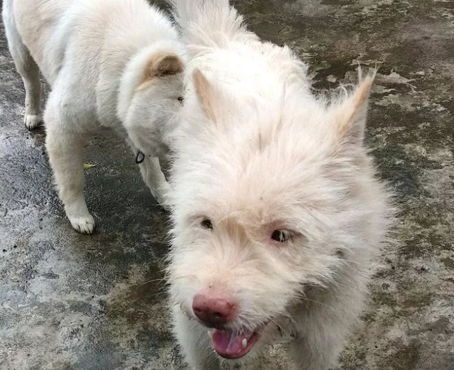 下司犬夹断半截后腿后,被主人嫌弃,狗肉价卖给了贩子 下司犬夹断半截后腿后,被主人嫌弃,狗肉价卖给了贩子