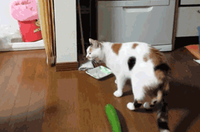 听说猫咪在装傻？猫咪是聪明的生物吗