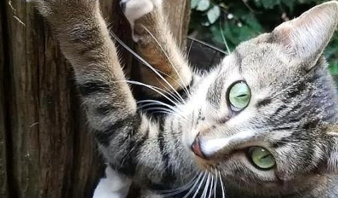 流浪猫吃掉了男孩东西,没有离开,他晚上还睡觉,他高兴极了 流浪猫吃掉了男孩东西,没有离开,他晚上还睡觉,他高兴极了