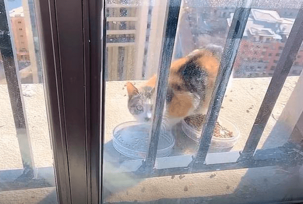 一只流浪猫竟出现在20楼窗外,房主喂养了一个月,它还不愿进屋 一只流浪猫竟出现在20楼窗外,房主喂养了一个月,它还不愿进屋