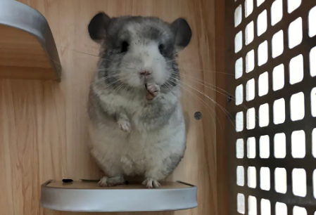 为什么不建议养龙猫 为什么不建议养龙猫