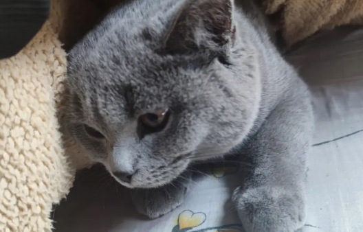 英短蓝猫塌鼻子 英短蓝猫塌鼻子