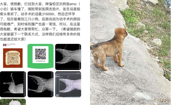 拯救"emo"--川文艺学生自发救助流浪狗 拯救"emo"--川文艺学生自发救助流浪狗