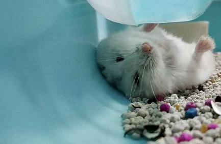 养龙猫的人的巨大危害 养龙猫的人的巨大危害