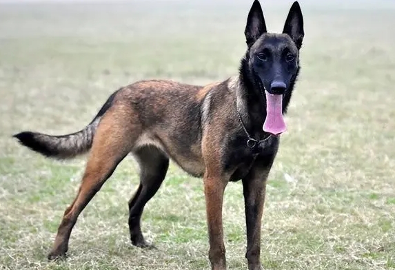 马犬白胸还是黑胸好 马犬白胸还是黑胸好