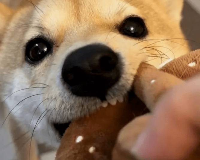 狗子拍摄美食广告，馋到模糊！看了成片”