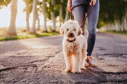 武汉餐馆虐杀怀孕母狗后续：爱狗人士送花圈，堵门拍照致餐馆关门