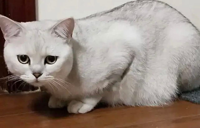 猫的这些姿势,说明它在“忍痛”,请你帮帮它