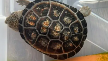 西非腐皮图片 西非腐皮图片