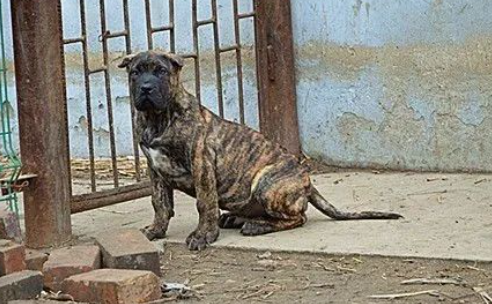 虎斑犬咬住警察裤腿不放,警察跟上去后大呼:太聪明了 虎斑犬咬住警察裤腿不放,警察跟上去后大呼:太聪明了