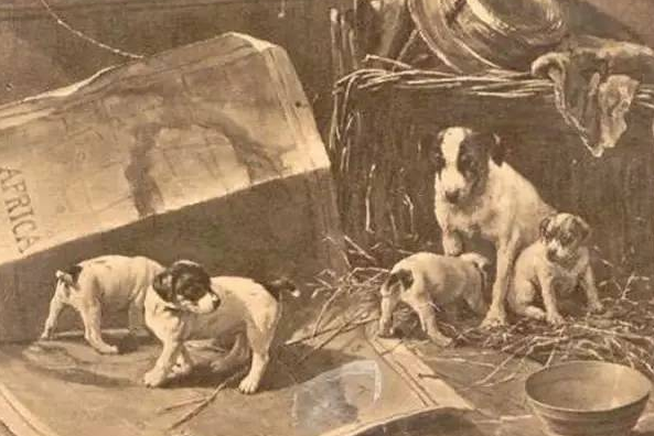什么？太仓猎犬竟然不是起源于太仓？