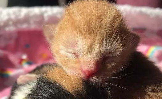 两只小奶猫出生后没多久就被猫妈妈遗弃…… 两只小奶猫出生后没多久就被猫妈妈遗弃……