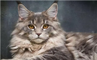 中国十大名贵猫排名
