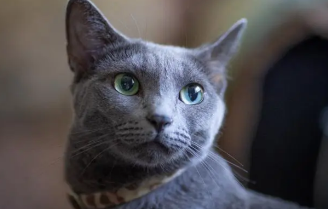 蓝猫刚出生是黑色的吗 蓝猫刚出生是黑色的吗
