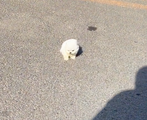 一阵大风吹过来，狗狗被吹倒还在地上连翻好几个滚，心疼又好笑！
