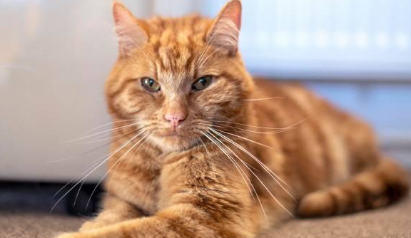 虎斑猫花7周时间走60多公里寻找前任主人