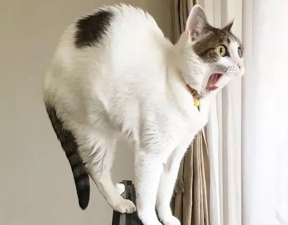 成熟的铲屎官才知道,猫咪突然满屋子“疯跑”,是在给你发信号 ! 成熟的铲屎官才知道,猫咪突然满屋子“疯跑”,是在给你发信号 !