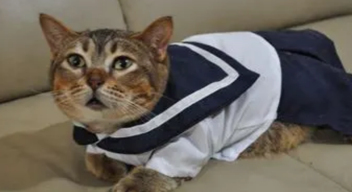 侏儒猫寿命一般多长 侏儒猫寿命一般多长
