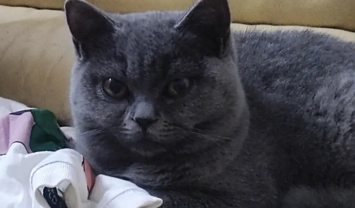 养蓝猫的注意事项和禁忌 养蓝猫的注意事项和禁忌