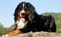 恩特雷布赫山地犬的形状特点