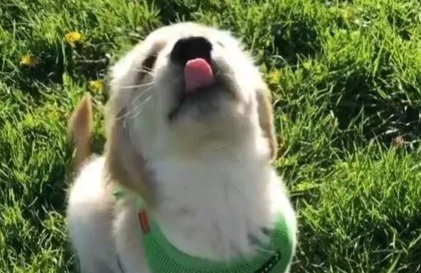 黄金猎犬意外吸引邻居爱慕,门缝塞纸条搭讪,内容融化万名网友! 黄金猎犬意外吸引邻居爱慕,门缝塞纸条搭讪,内容融化万名网友!