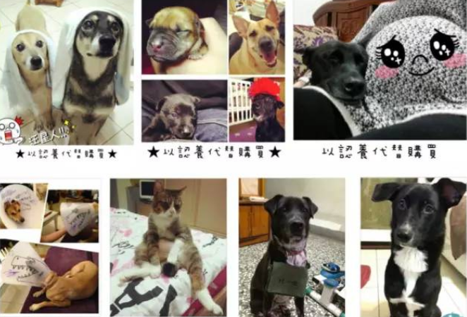 宠物界新秀米克斯犬，袋鼠海豹想变就变！