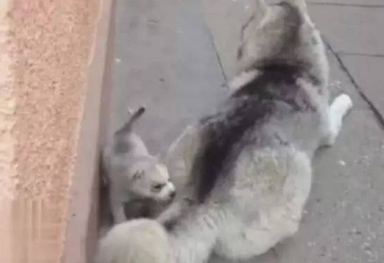 哈士奇欺负自己的崽,果然是亲爹,从小就教小的犯二! 哈士奇欺负自己的崽,果然是亲爹,从小就教小的犯二!