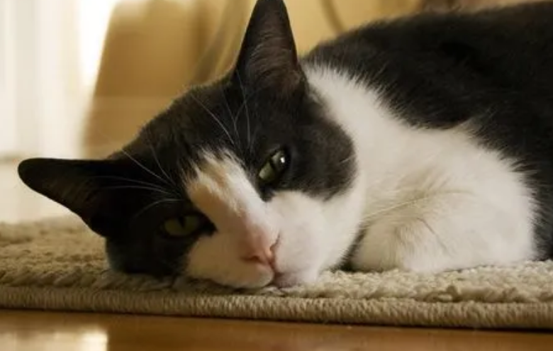 寻猫启示｜猫收容所，猫葬礼，猫迷之父……19世纪的猫狂热