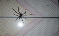 蜘蛛进卧室对人有坏处吗
