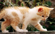 治疗猫癣的土办法