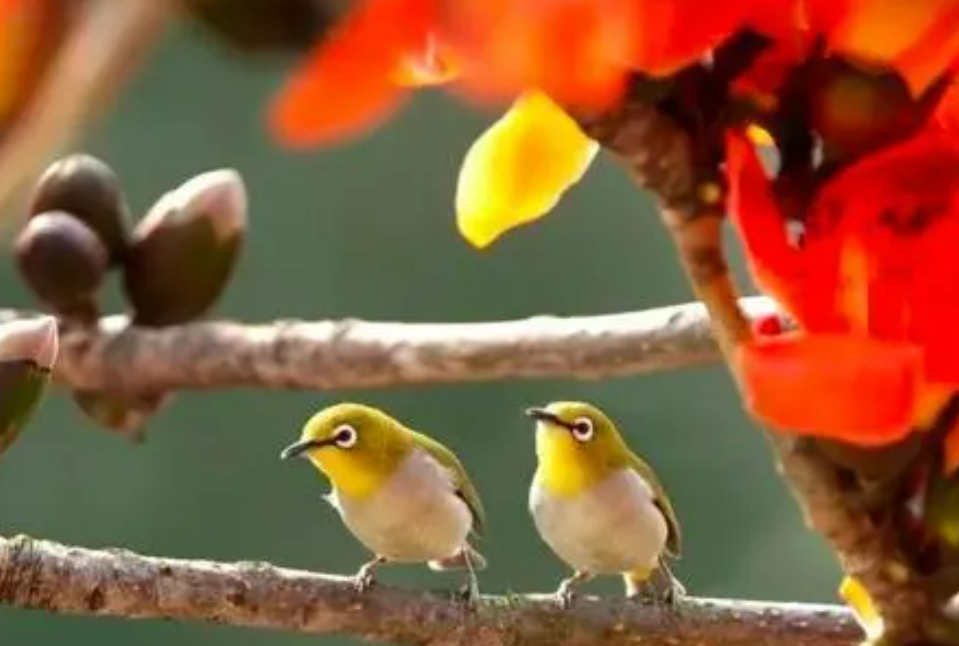 市民们注意了，鹩哥、画眉将不能随意养了！