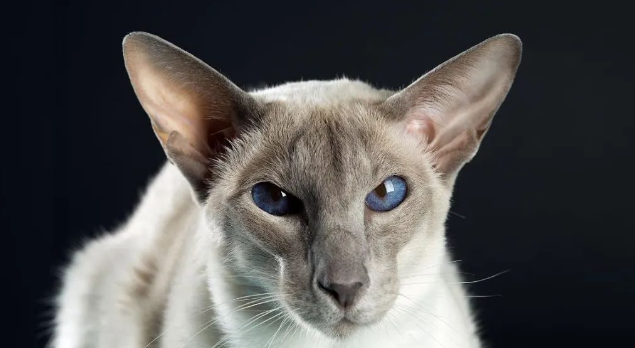 年度最受欢迎的十大猫咪品种,第1名你养过吗? 年度最受欢迎的十大猫咪品种,第1名你养过吗?