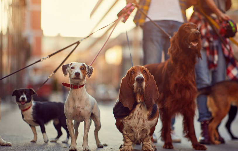 资本扎堆的“宠物经济”仍面临研发创新与品牌价值考验