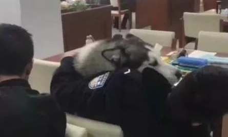 哈士奇犯二闯进了警察学院,不停的套近乎,却被保洁阿姨无情拖走 哈士奇犯二闯进了警察学院,不停的套近乎,却被保洁阿姨无情拖走