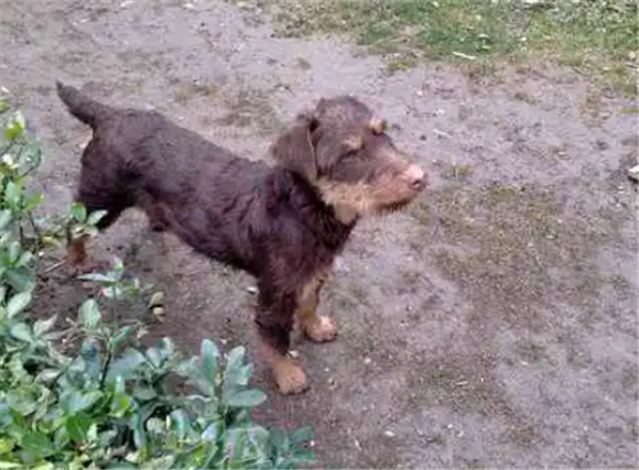 猎梗犬打猎缺点优点