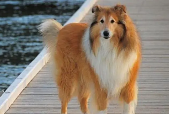 牧羊犬吃什么食物最好 牧羊犬吃什么食物最好