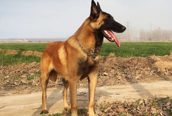 【萌宠百科】马林诺斯犬，带着口罩的守护神