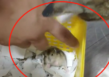 老婆买仓鼠回家的同一天,我捡到了一只流浪猫,鼠:我太难了! 老婆买仓鼠回家的同一天,我捡到了一只流浪猫,鼠:我太难了!