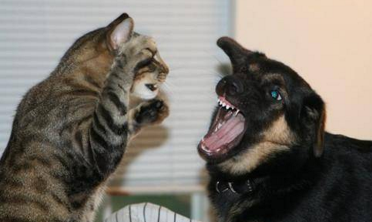 怎样制止猫打狗 怎样制止猫打狗